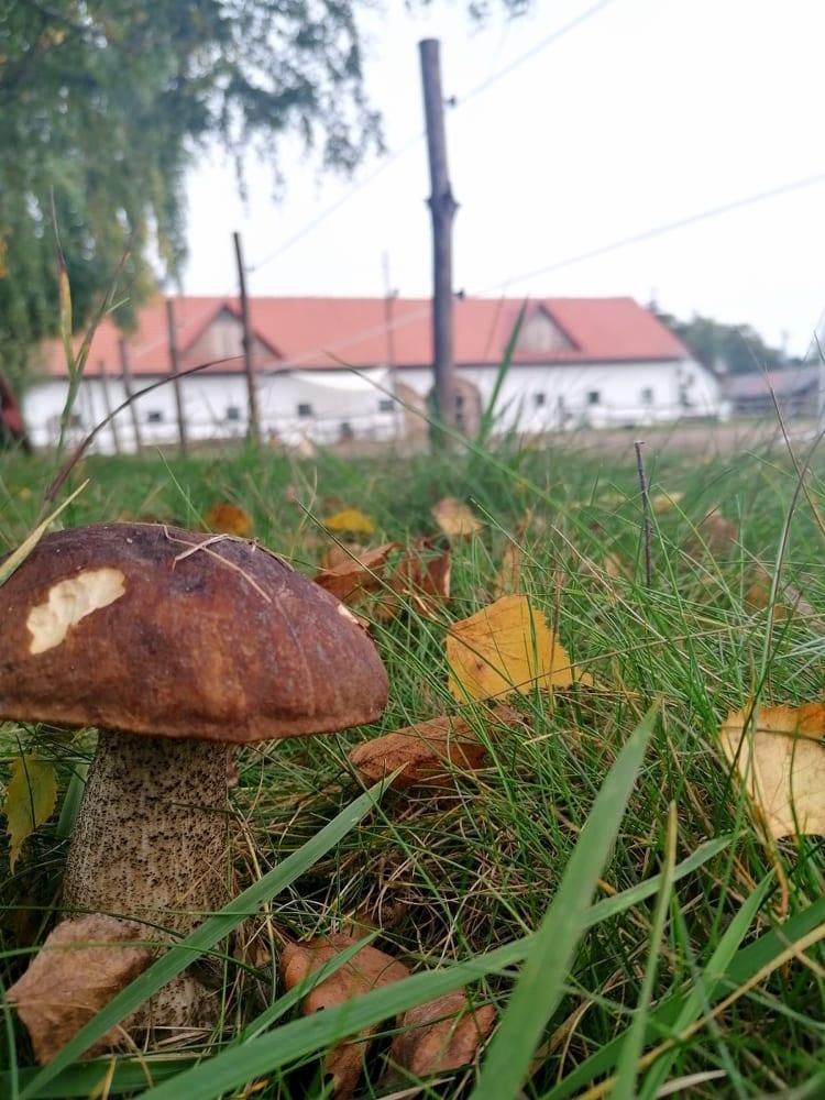 Osrodek Agroturystyczny Borki Borki Wielkie Kültér fotó